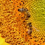 Afla beneficiile polenului de albine pentru sanatate