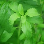 Stevia, indulcitorul natural pentru diabetici, poate creste si la noi